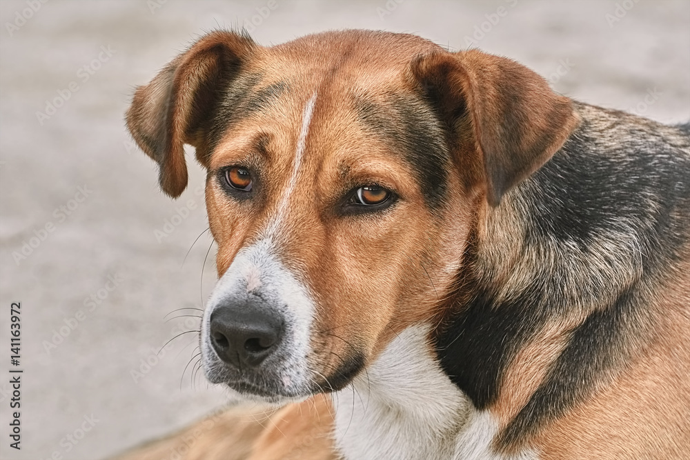 Portrait of Mongrel Portrait of Mongrel