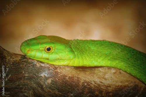 Eastern Green Mamba