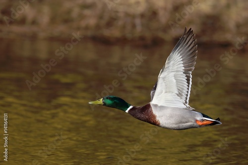 Wild duck (drake) (Anas platyrhynchos) in flight.