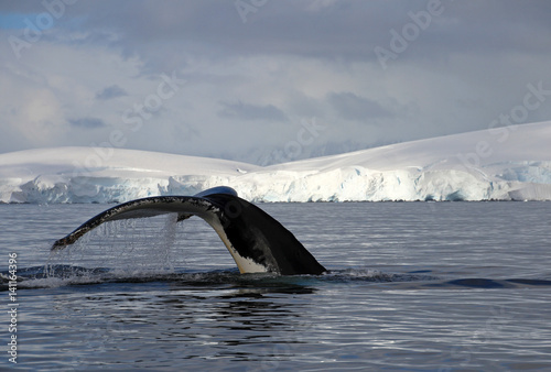 Humpback whale tail, showing on the dive, Antarctic Peninsula