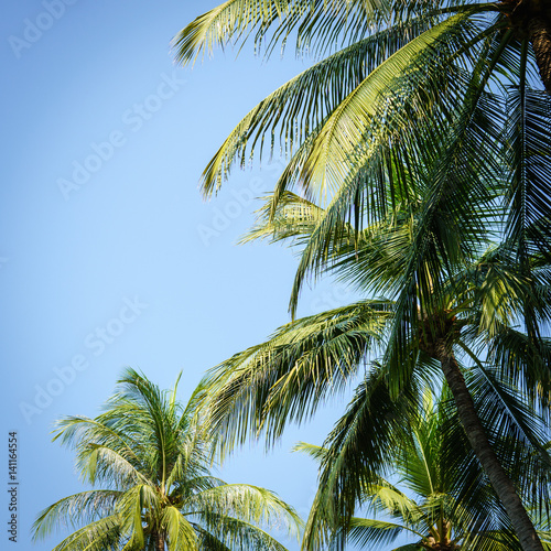 coconut tree © RPA_studio