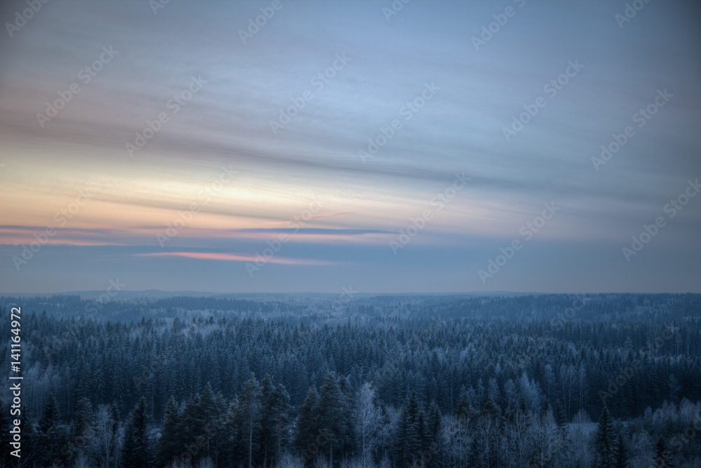 Obraz premium Dense forest on a cold winter evening