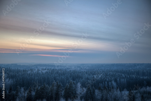 Dense forest on a cold winter evening