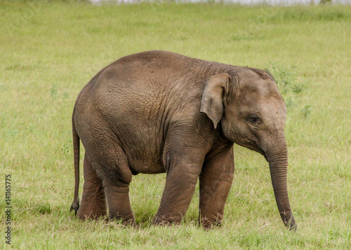 Baby elephant in Sri Lanka