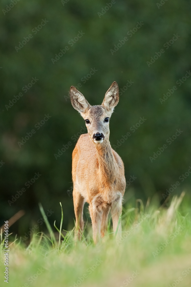 european roe deer, capreolus capreolus, Czech republic