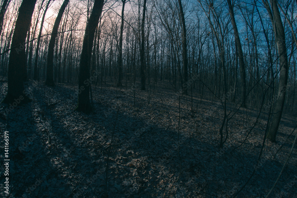 Obraz premium Spring Forest Fisheye Trees