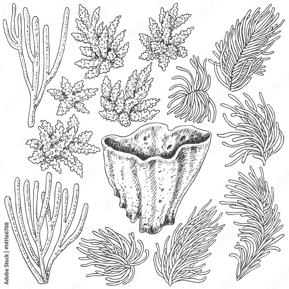 Fototapeta premium Sketch of corals set
