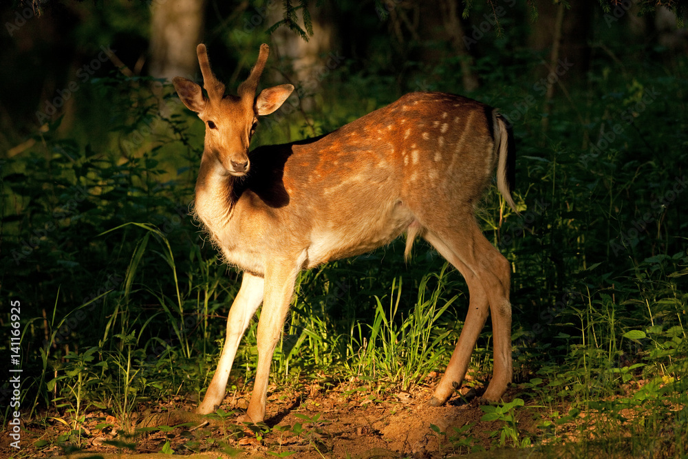 Obraz premium fallow deer, dama dama, Czech republic