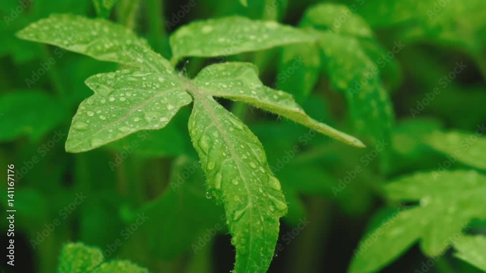 Green pepper lime in the rain Green pepper lime in the rain