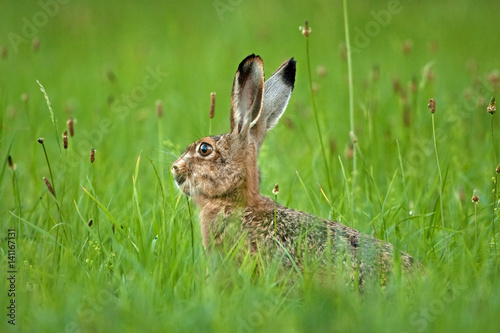 european hare, lepus europaeus, Czech republic