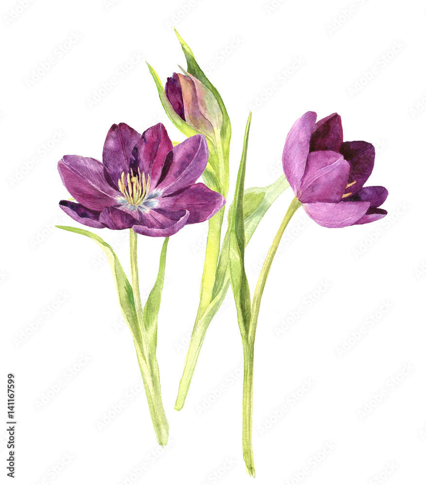 Fototapeta premium watercolor purple tulips
