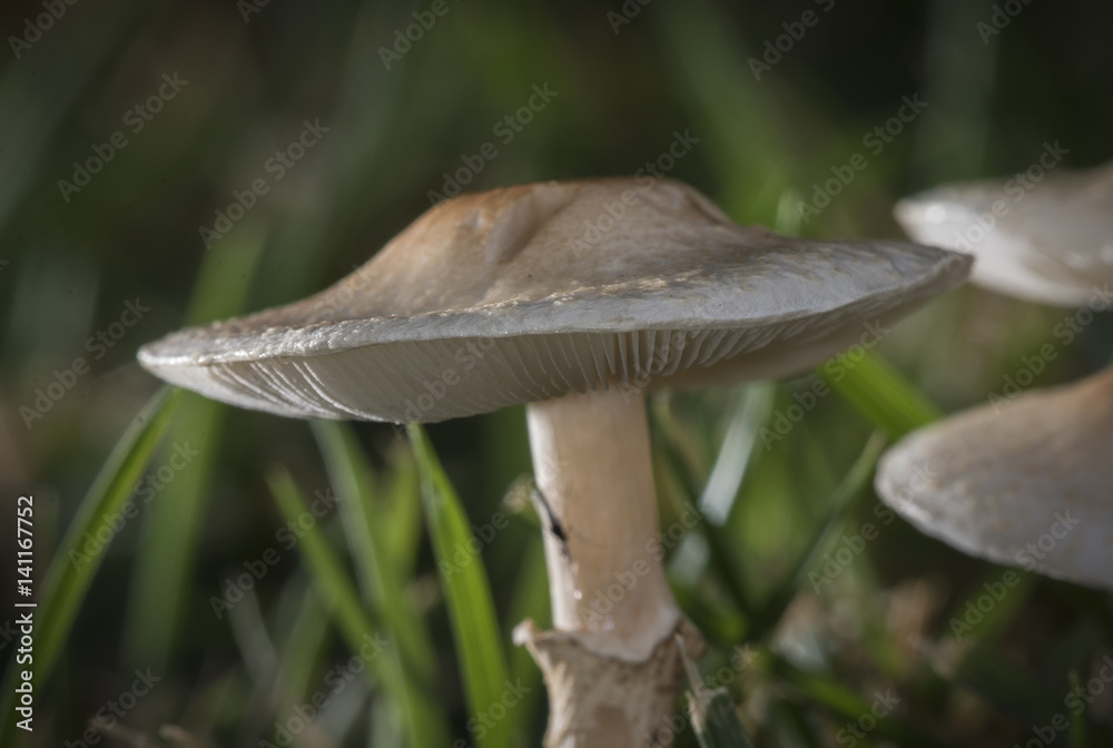 mushroom