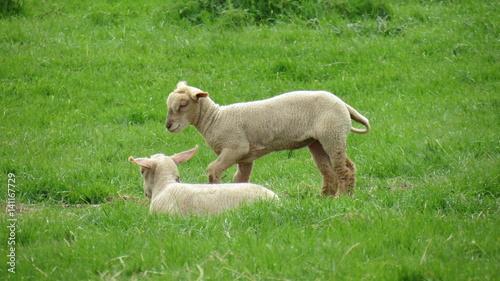 Easter lamb