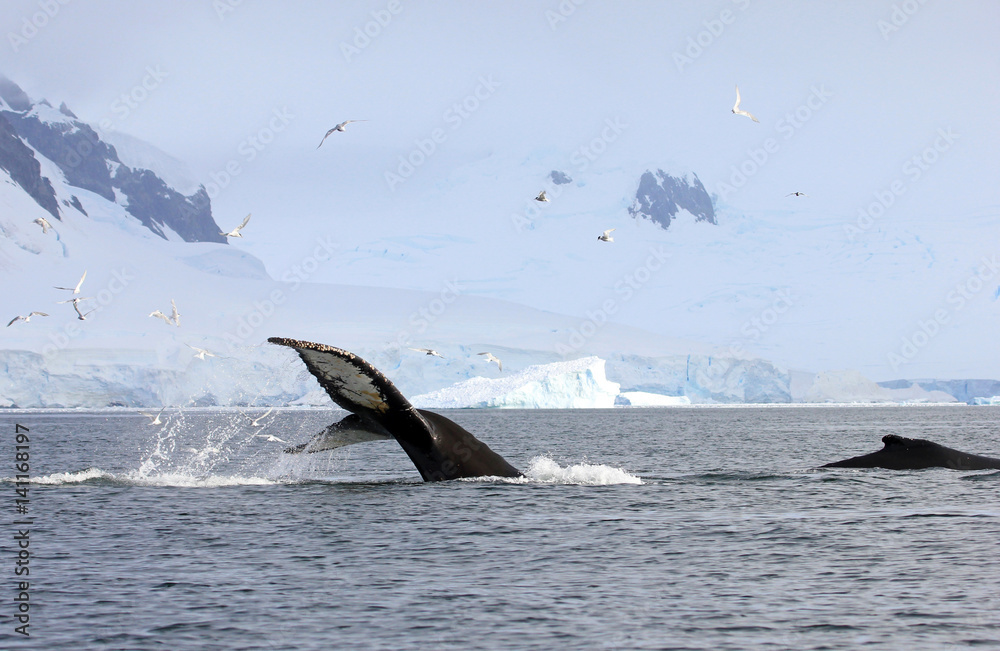 Fototapeta premium Humpback whale tail, showing on the dive, Antarctic Peninsula