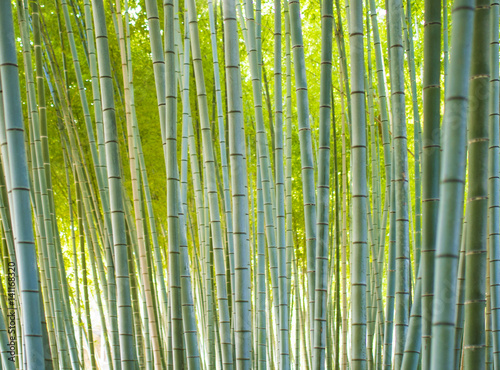 Fototapeta Naklejka Na Ścianę i Meble -  Bamboo Groves, bamboo forest in Arashiyama, Kyoto Japan.