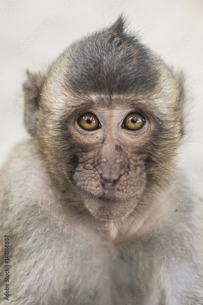 Portrait of a monkey in Thailand