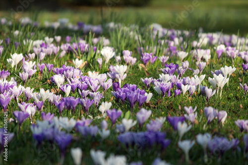 Krokuswiese im Frühling