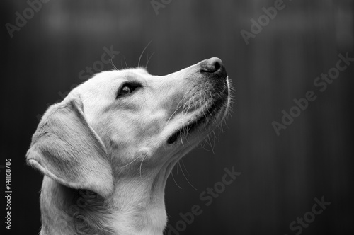 Labrador Head Shot © Ben