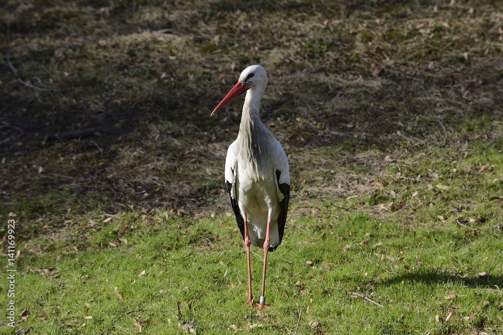 Fototapeta premium Storch auf Suche nach Nistmaterial