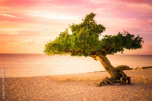 Beautiful divi divi tree at sunset on beach in Aruba