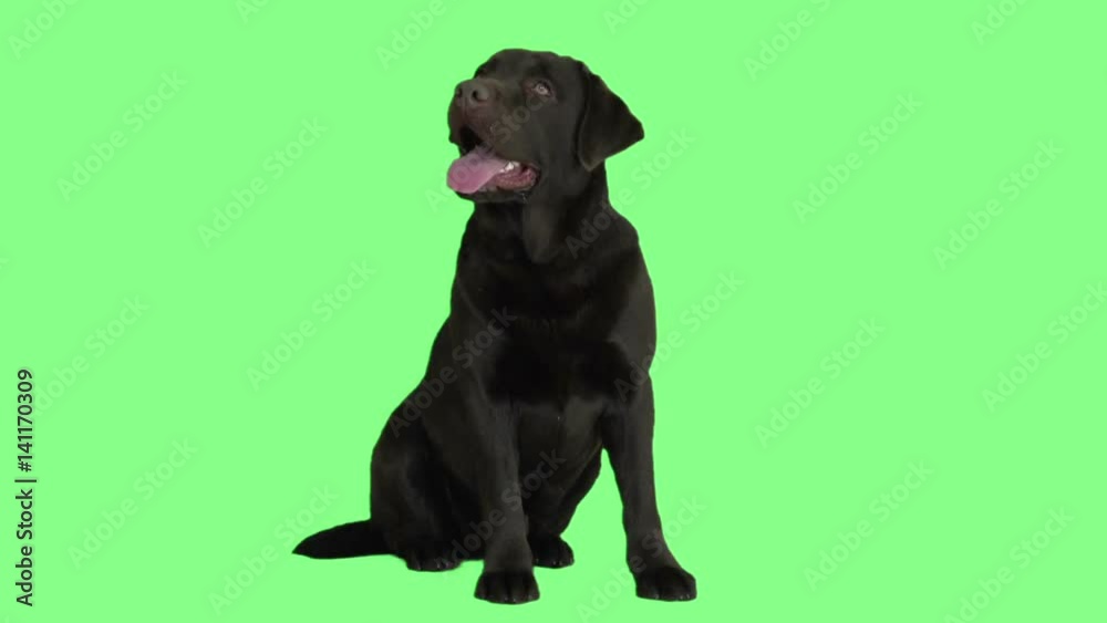 Dog companion on a green background Dog companion on a green background