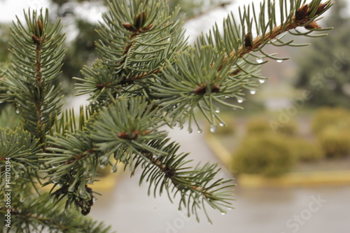 drops of spring rain on the tree branches and trees