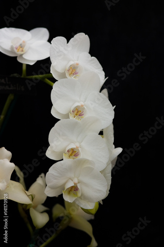 Garland of white orchids against a black background