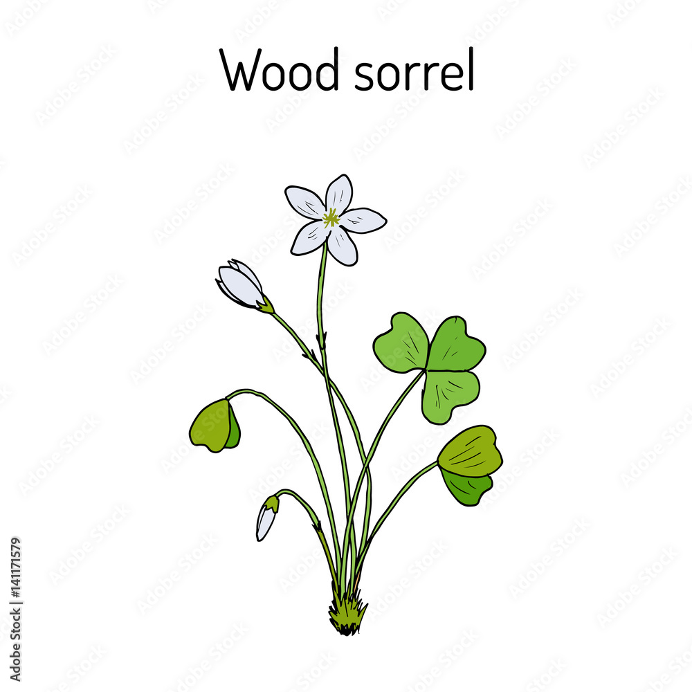 Wood Sorrel, Wild flower