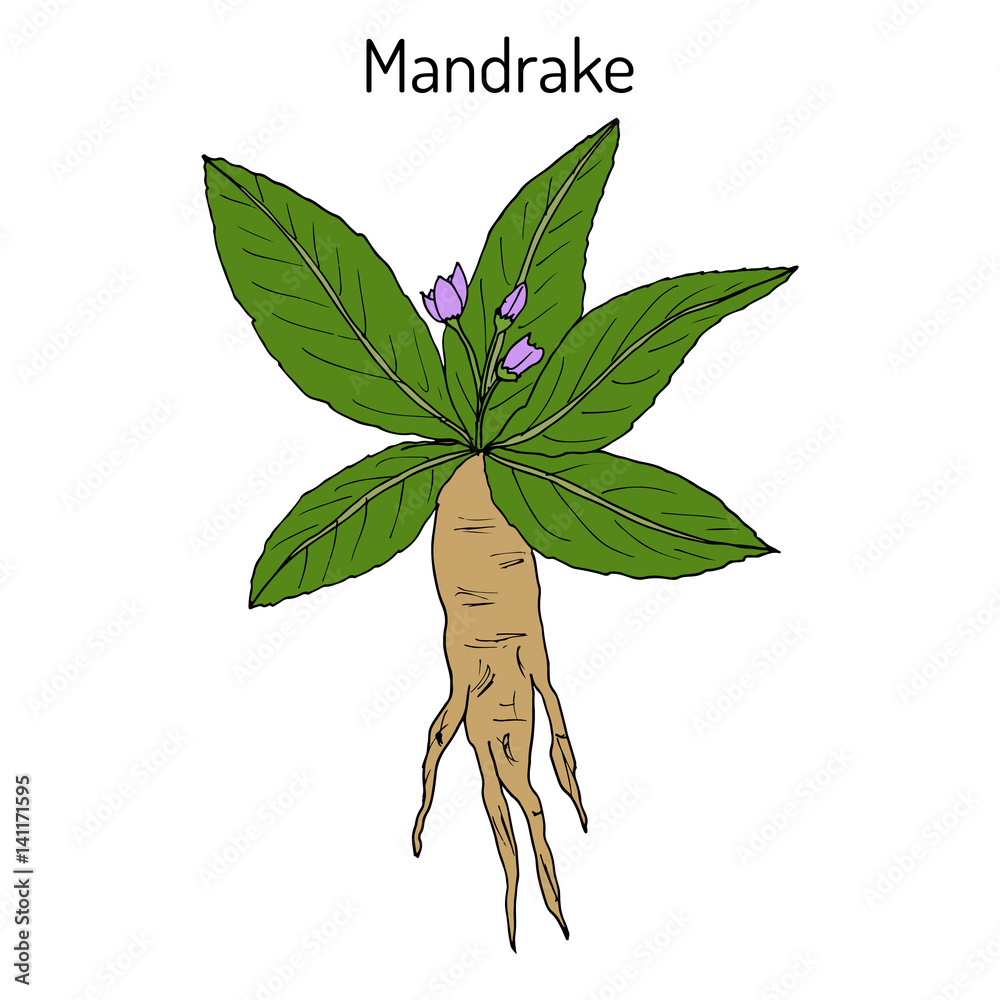270+ Mandrake Root fotos de stock, imagens e fotos royalty-free - iStock