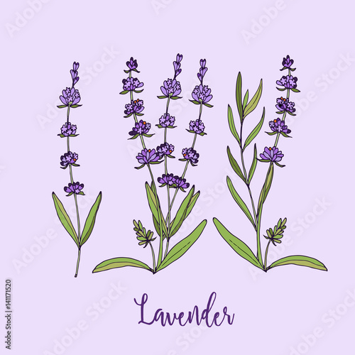 Collection of lavender flowers on a white background