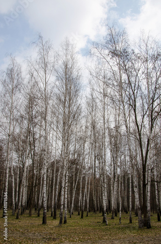 birch trees in early spring