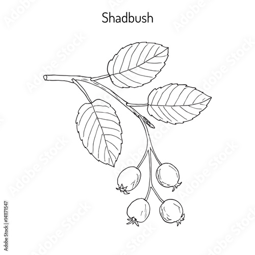 Amelanchier, also known as shadbush, shadwood or shadblow photo