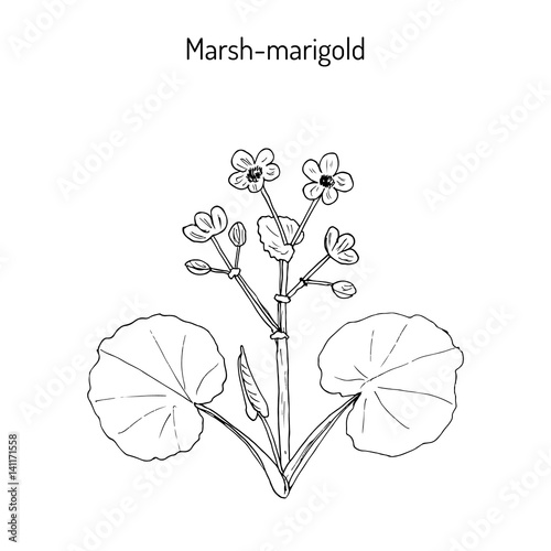Marsh Marigold or Kingcup Caltha palustris 