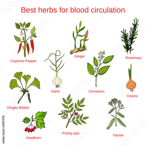 Herbs for blood circulation