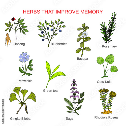 Medicinal herbs that improve memory