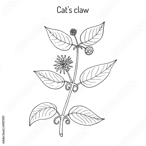 Cat s claw Uncaria tomentosa , or vilcacora, medicinal plant