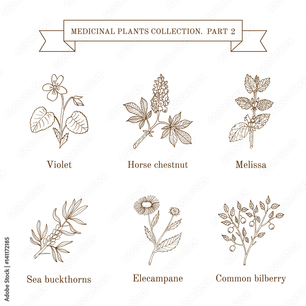 Vintage collection of hand drawn medical herbs and plants Stock Vector ...