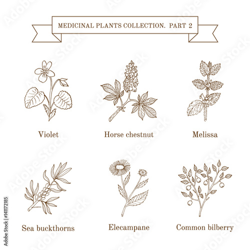 Vintage collection of hand drawn medical herbs and plants