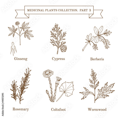 Vintage collection of hand drawn medical herbs and plants