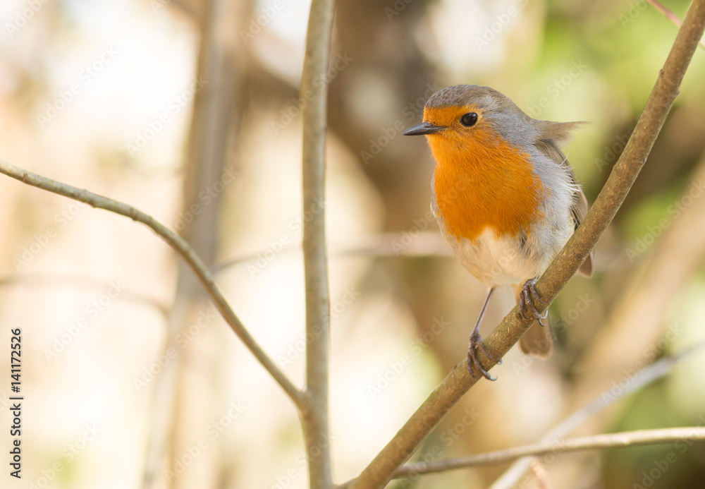Erithacus Rubecula Erithacus Rubecula