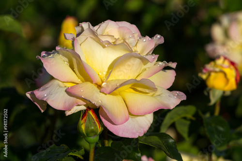 Beautiful fresh flowers roses in the garden after a rain on a sunny day