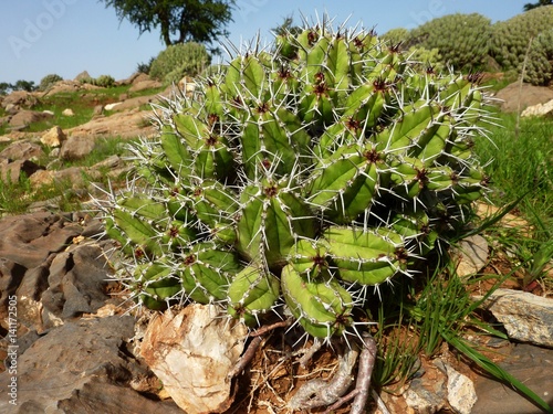 Maghrebinische Säulenwolfsmilch, Euphorbia resinifera, auf steiniger Steppe in ihrem Herkunftsgebiet Süd-West-Marokko  photo