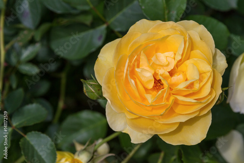 Beautiful fresh flowers roses in the garden after a rain on a sunny day