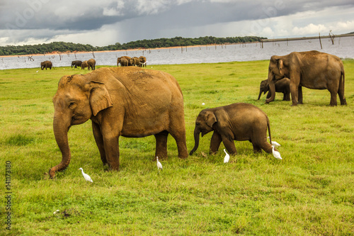 Canvas Print An elephant herd in Sri Lanka