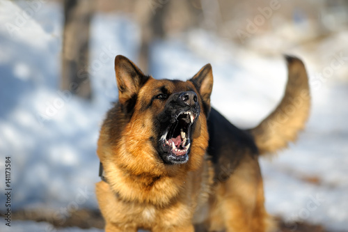 angry dangerous shepherd dog protection barking attacks police