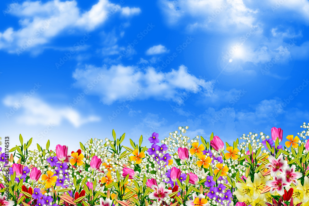 Obraz Kolorowe wiosenne kwiaty
