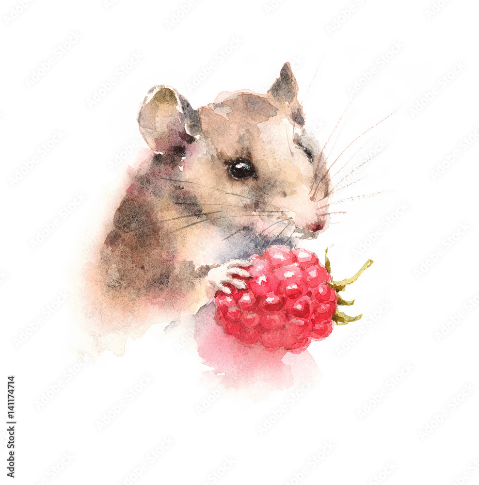 Watercolor Mouse Holding a Berry Raspberry Wild Animal Rodent Hand Drawn Illustration isolated on white background Stock Illustration | Adobe Stock