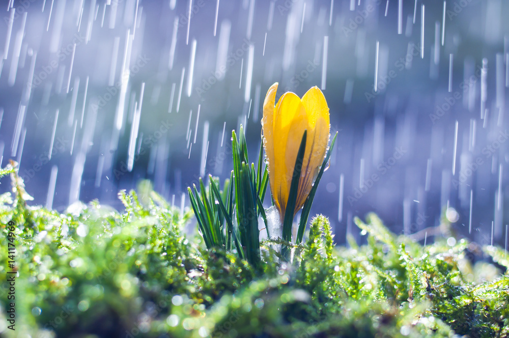 Fototapeta premium Yellow crocus on background spring rain