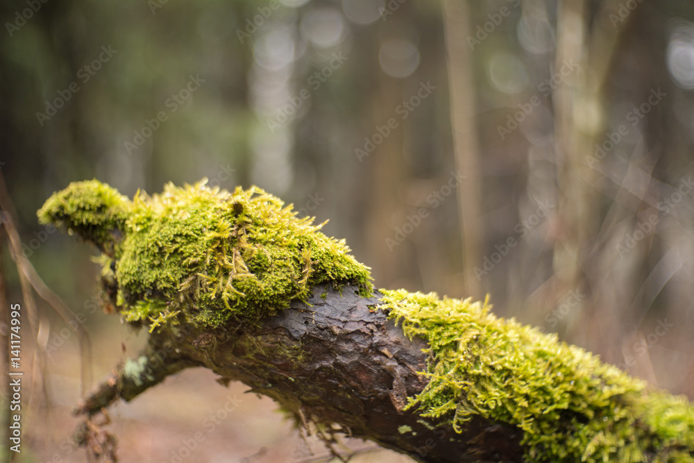 fallen wet trunk covered by moss at early spring in forest fallen wet trunk covered by moss at early spring in forest