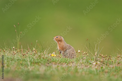 arctic ground squirrel, spermophilus parryii, urocitellus parryii, Alaska © prochym